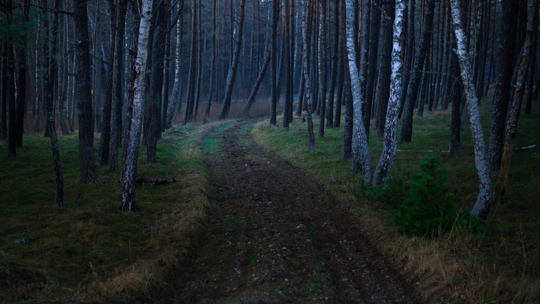 Photo Trees, Path